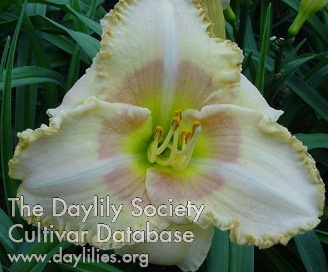 Daylily Wisest of Wizards